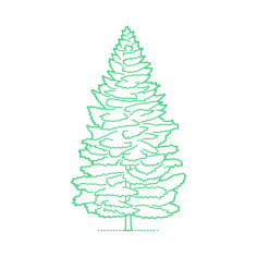Plants Spruces Red Spruce Contour Svg Vector, Free Vectors File